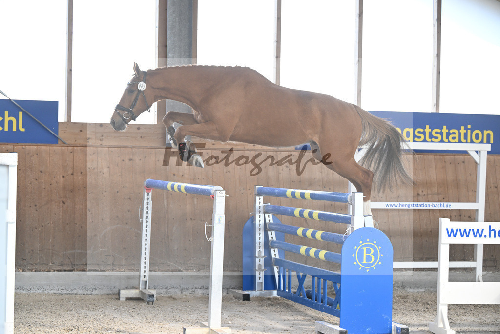 Kat-Nr. 7 Clavius dElifine Z v. Conthargos_Walcher_14261947 | hf-fotografie - Realisiert mit Pictrs.com