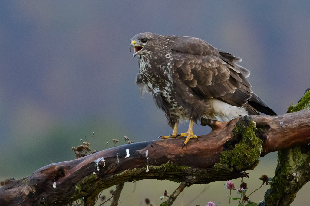 bussard-2017-518 | Ein Mäusebussard hat von seinem Ansitz, einem umgestürzten Baumstamm, Beute erspäht. Das Foto entstand im Naturpark Feldberger Seenlandschaft in Mecklenburg-Vorpommern. - Realisiert mit Pictrs.com
