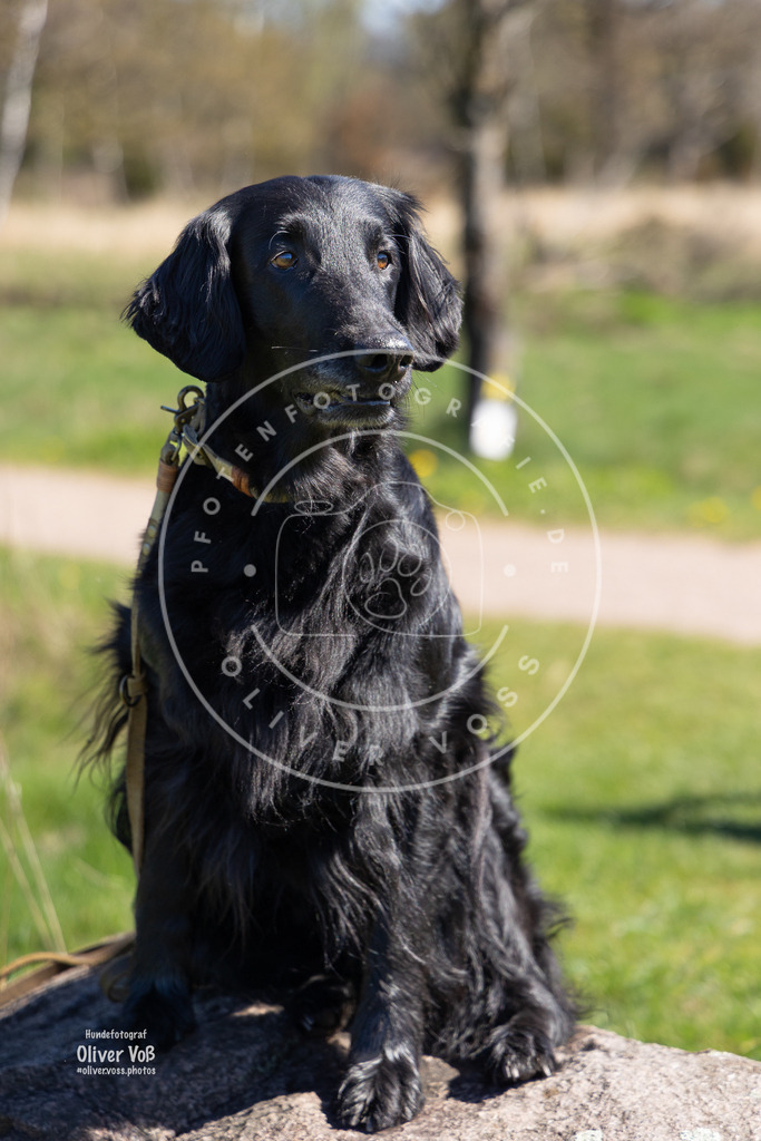 0L8A7357 | Hundefotografie, Tierfotograf, Pfotenfotografie, Fotoshooting Hund, Hunde Portrait, Hundesport, Hundeportraits, Heideshooting, Hunde, Sportfotograf, Hundefotograf, Turnierhundsport, THS,  - Realisiert mit Pictrs.com