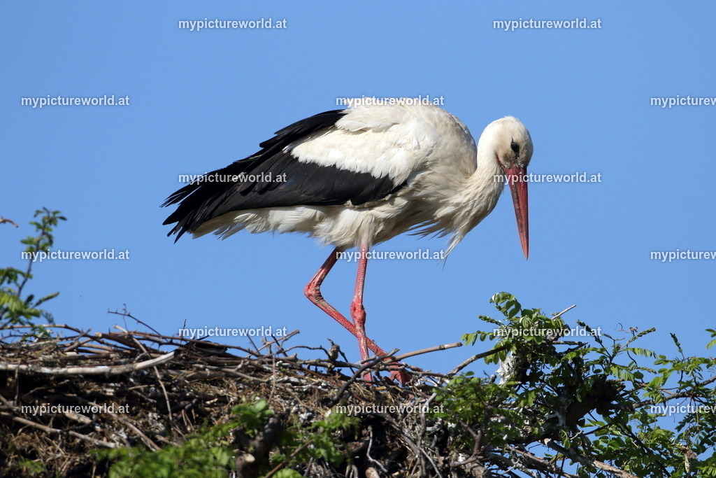 Weißstorch-068 | Das Bilderarchiv über Tiere, Planzen und Landschaften. In der Bilddatenbank finden Sie ein große Auswahl an hochwertigen Bilder für Ihre Werbung - Realisiert mit Pictrs.com