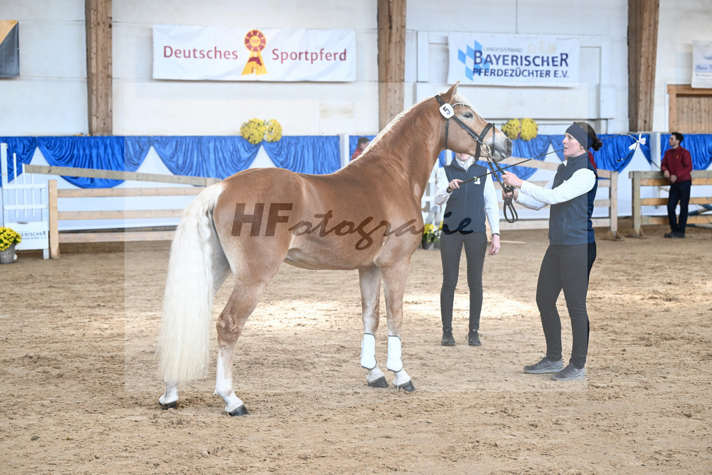 Kat-Nr. 5 Balios AW v. Bugatti_Wolf_48250118 | hf-fotografie - Realisiert mit Pictrs.com