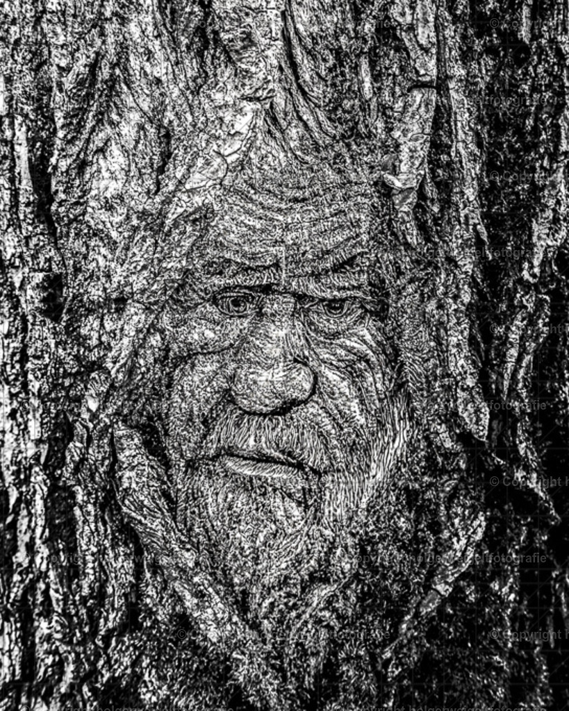 Herr Baum | Hier verschmelzen Fotografie und Künstliche Intelligenz - Realisiert mit Pictrs.com