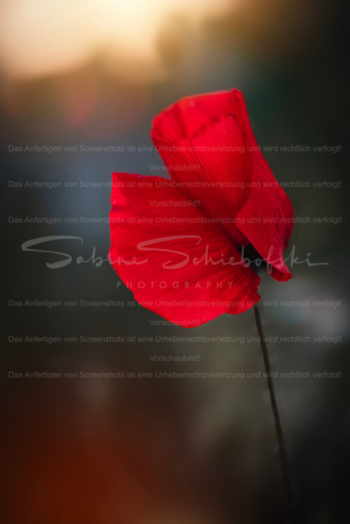 Mohnblüte | Exklusive Naturfotografie für stilvolle Wanddekoration ★ Premium Wandbilder Made in Germany ✔️ FineArt Drucke & Downloads ✔️ Brillante Farben, höchste Qualität & weltweiter Versand ✔️ - Realisiert mit Pictrs.com