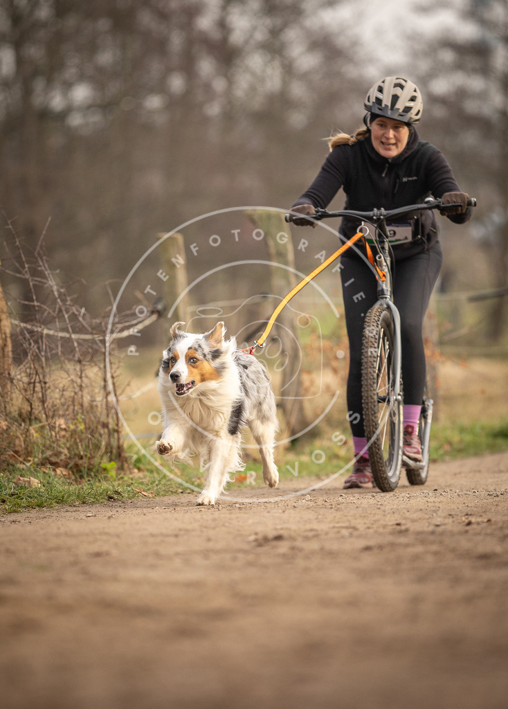 Pfotenfotografie_DV3A4208 | Hundefotografie, Tierfotograf, Pfotenfotografie, Fotoshooting Hund, Hunde Portrait, Hundesport, Hundeportraits, Heideshooting, Hunde, Sportfotograf, Hundefotograf, Turnierhundsport, THS,  - Realisiert mit Pictrs.com