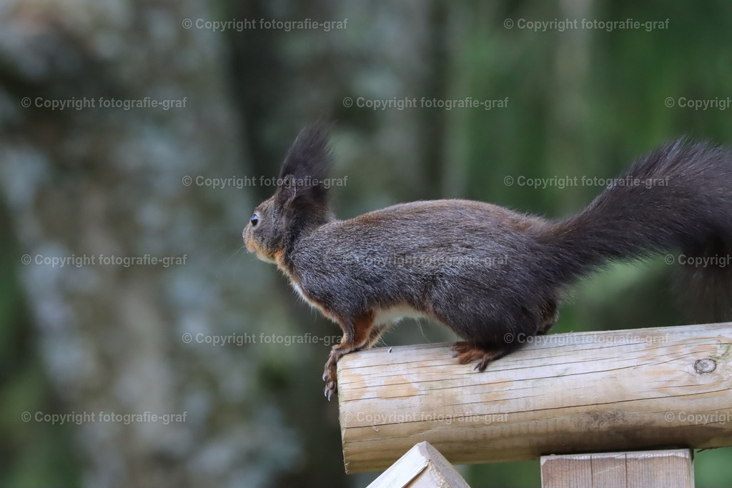 IMG_0154 | fotografie-graf - Realisiert mit Pictrs.com