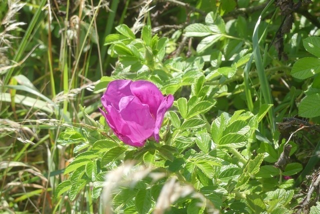 Kartoffelrose | Verkauf von Fotos und  Videoclips zumThema Natur.Motive sind Pflanzen, Tiere, Landschaftenund Wetter - Realisiert mit Pictrs.com