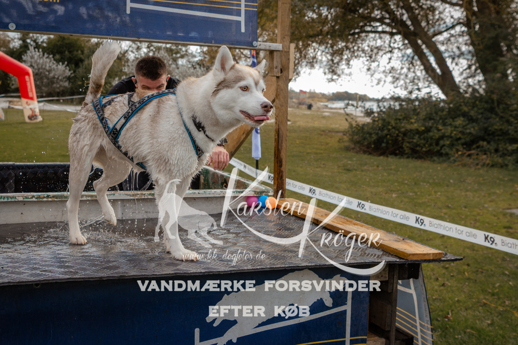 1341_ZZ91843-2 | kk-dogfotos