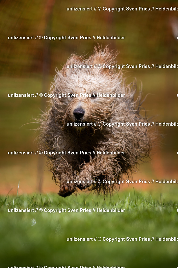 Sven Pries | 2024-04-21 - Hunderennen Baden-Oos
Foto: Sven Pries - Realisiert mit Pictrs.com