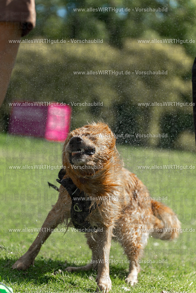 Hundeschwimmen_Volksbad_2026-allesWIRTHgut_Tierfotografie-2609061208-111800-7R500209 | Professionelle Tierfotografie in Mönchengladbach von Daniel Wirth (allesWIRTHgut). Liebevolle & natürliche Bilder von Hunden & Katzen für unvergessliche Erinnerungen.