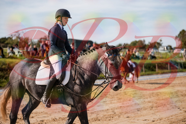 2026_10_03_Siefer-Hof_120152_Z63_34515707 | Professionelle Reitsport-, Turnier- und Eventfotografie von Robert Broda. Galerien mit ausgewählten und bearbeiteten Bildern direkt online ansehen und bestellen.