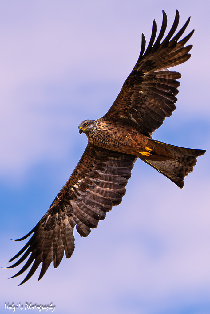 Schwarzmilan | Holzisphotography, Landschaftsfotografie, Wildlifefotogorafie - Realisiert mit Pictrs.com