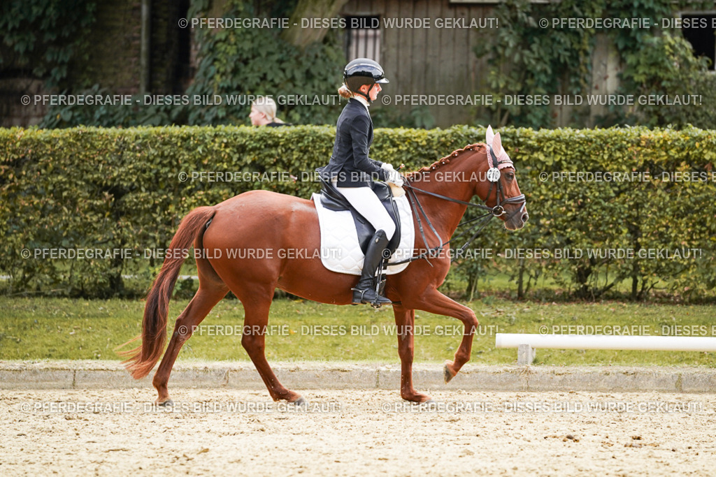 DSC01069 | Pferdegrafie