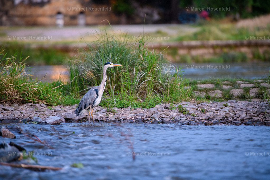 _DSC9337 | foto-rosenfeld