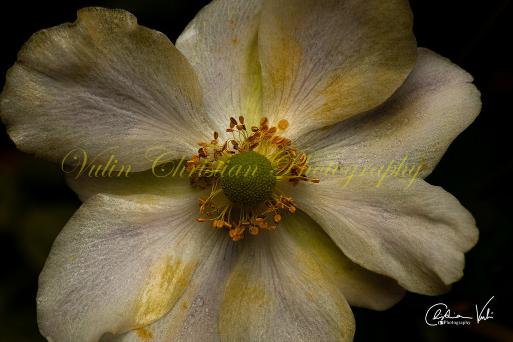 MN 32 | Christian Vulin  - Realisiert mit Pictrs.com