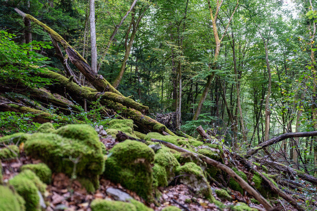 ZD250916092534-2-HDR | Fotoshop von zweidimensional Fotografie. Ihr Fotograf im Aargau. Abzüge von Ihrem Fotobox Event bestellen.Abzüge von Ihrem Hochzeit bestellen.Abzüge von Ihrem Schulfotograf bestellen.