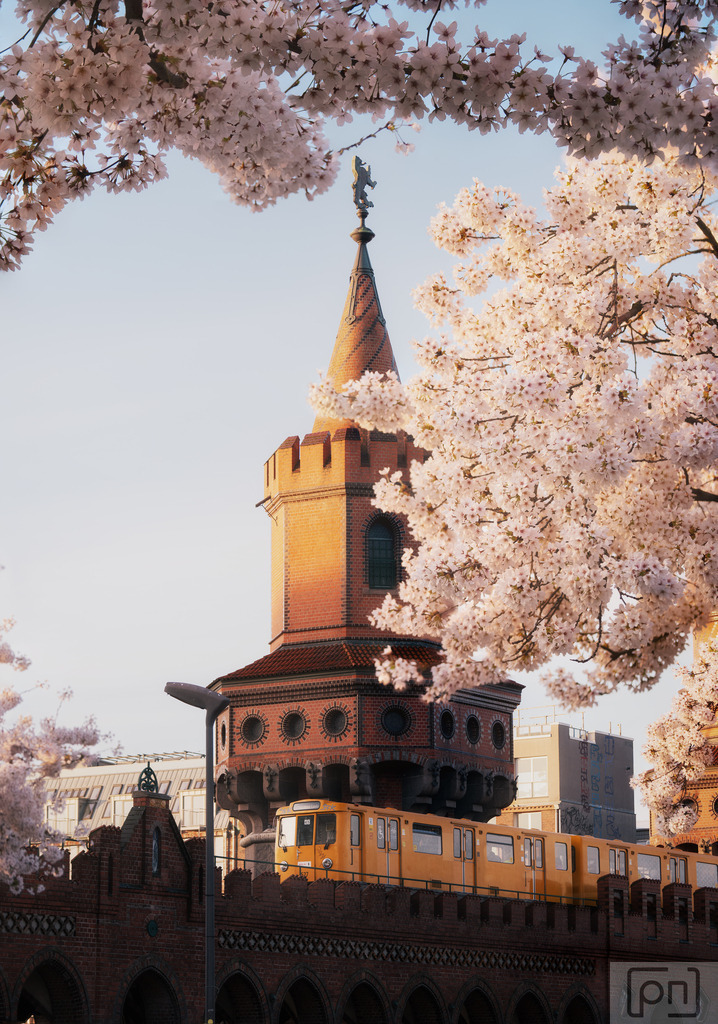 Berlin blooms | Pünktlich zu Ostern fängt es überall in der Stadt an zu blühen, man kann den Frühling förmlich riechen.
