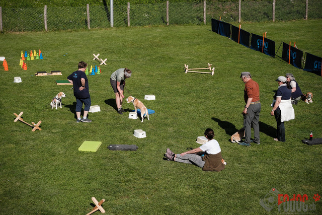 Beagle Club Schweiz  | Beagle Club Schweiz, 45 Jahre in Menziken 2025 Foto: Leo Wyden