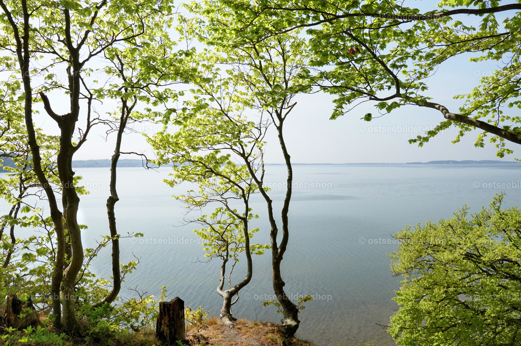 Blick auf den Großen Jasmunder Bodden | Vom zerklüfteten Hochufer fällt der Blick auf den Großen Jasmunder Bodden.