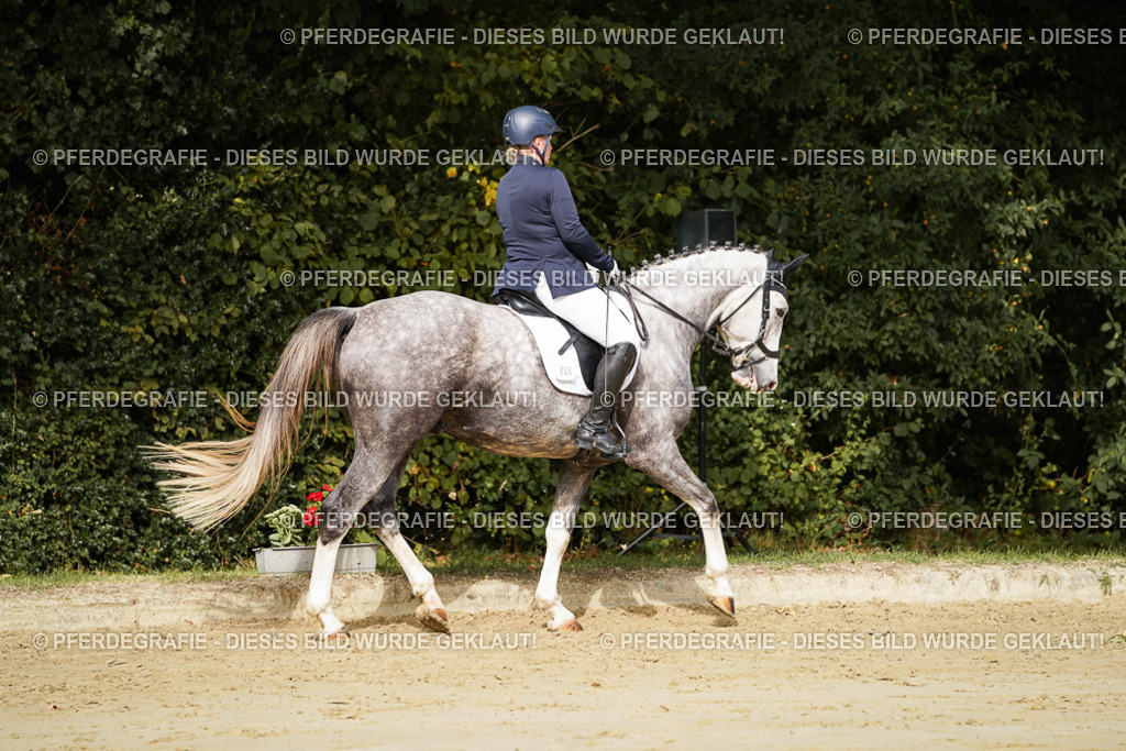 DSC01516 | Pferdegrafie