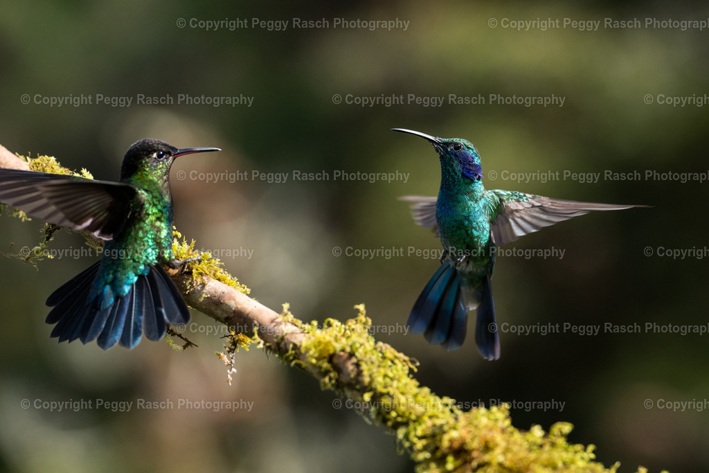 Kolibris (3 von 32) (5) | PeggyRaschPhotography - Realisiert mit Pictrs.com