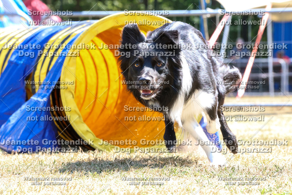 Dog Paparazzi -  Agiltiy Greffen 0826-1069 Kopie | Dog Paparazzi Jeanette Grottendiek Fotografie & Videografie - Realisiert mit Pictrs.com