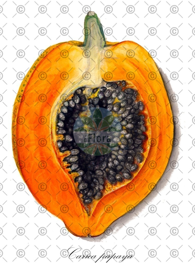 HistAbb_wfo-0000775056_1_ENZY_Simple | Historische Abbildung von Carica papaya - Caricaceae (Melonenbaum) | Historical Illustration of Carica papaya - Caricaceae (lechosa;papaw;papaya)
