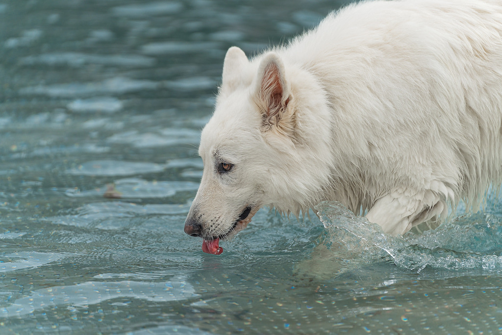 allesWIRTHgut Tierfotografie - 7IV03120 | Professionelle Tierfotografie in Mönchengladbach von Daniel Wirth (allesWIRTHgut). Liebevolle & natürliche Bilder von Hunden & Katzen für unvergessliche Erinnerungen.