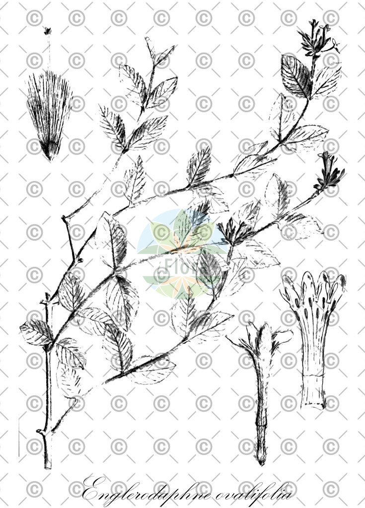 HistAbb_wfo-0000949110_1_ENZY_Simple | Historische Abbildung von Englerodaphne ovalifolia - Thymelaeaceae | Historical Illustration of Englerodaphne ovalifolia - Thymelaeaceae