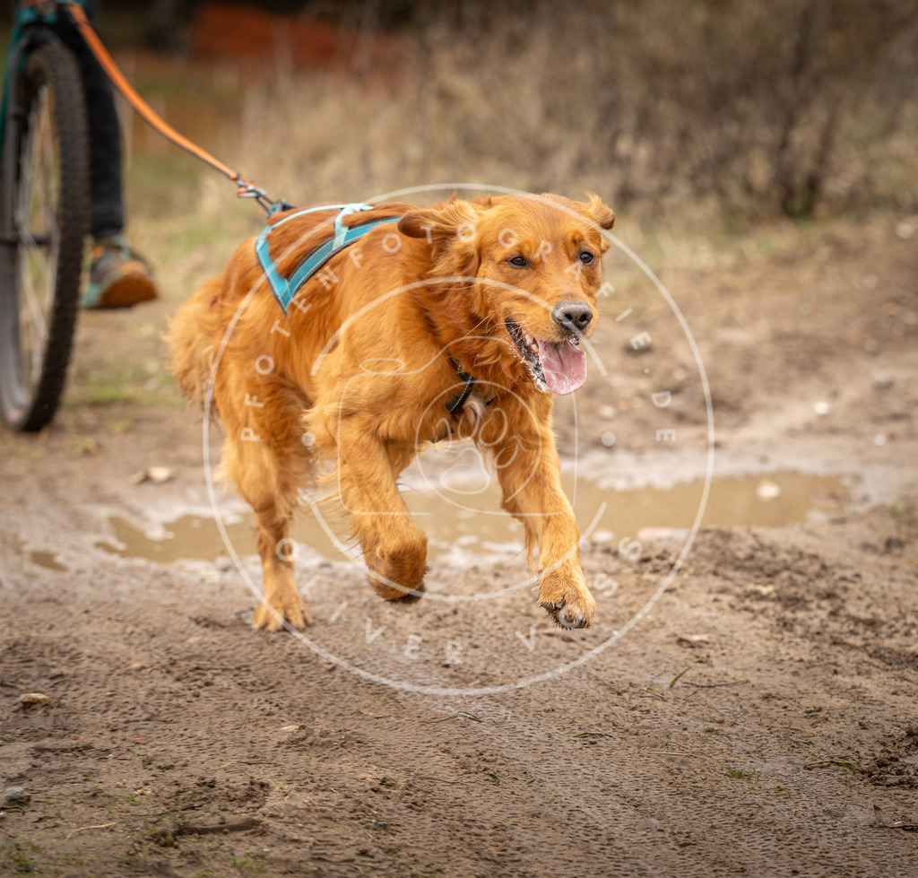 DV3A1584 | Hundefotografie, Tierfotograf, Pfotenfotografie, Fotoshooting Hund, Hunde Portrait, Hundesport, Hundeportraits, Heideshooting, Hunde, Sportfotograf, Hundefotograf, Turnierhundsport, THS,  - Realisiert mit Pictrs.com