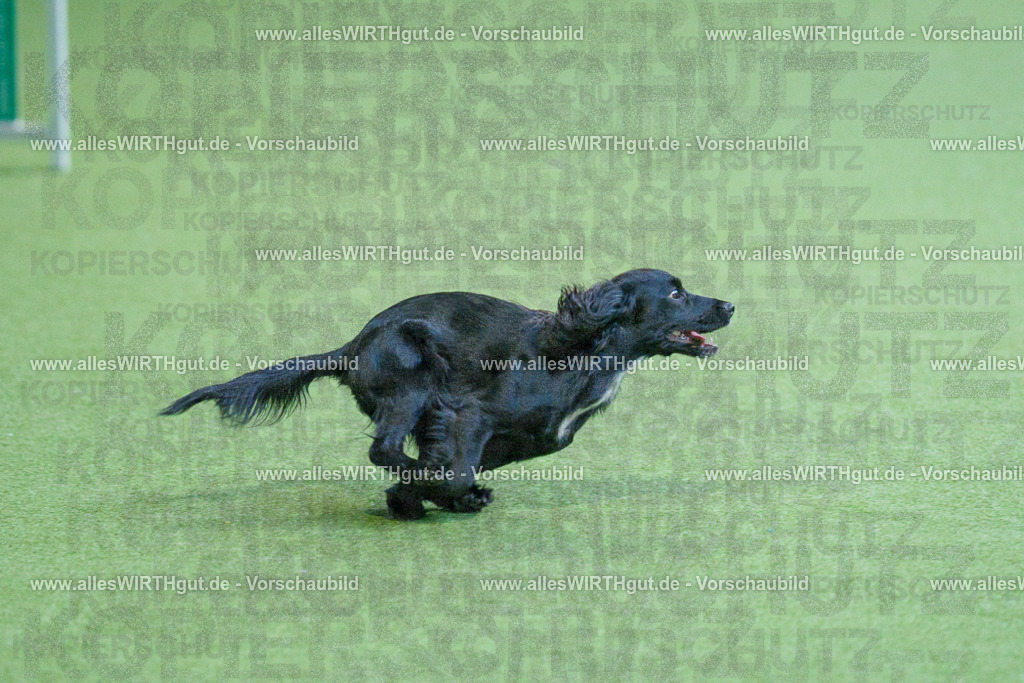 @allesWIRTHgut_Tierfotografie - www.allesWIRTHgut.de - 2604251555-7R506447 | Professionelle Tierfotografie in Mönchengladbach von Daniel Wirth (allesWIRTHgut). Liebevolle & natürliche Bilder von Hunden & Katzen für unvergessliche Erinnerungen.