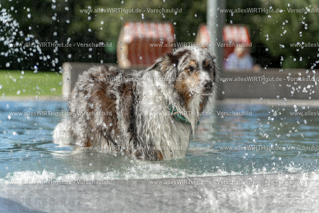 Hundeschwimmen_Volksbad_2026-allesWIRTHgut_Tierfotografie-2609061534-7R501614 | Professionelle Tierfotografie in Mönchengladbach von Daniel Wirth (allesWIRTHgut). Liebevolle & natürliche Bilder von Hunden & Katzen für unvergessliche Erinnerungen.