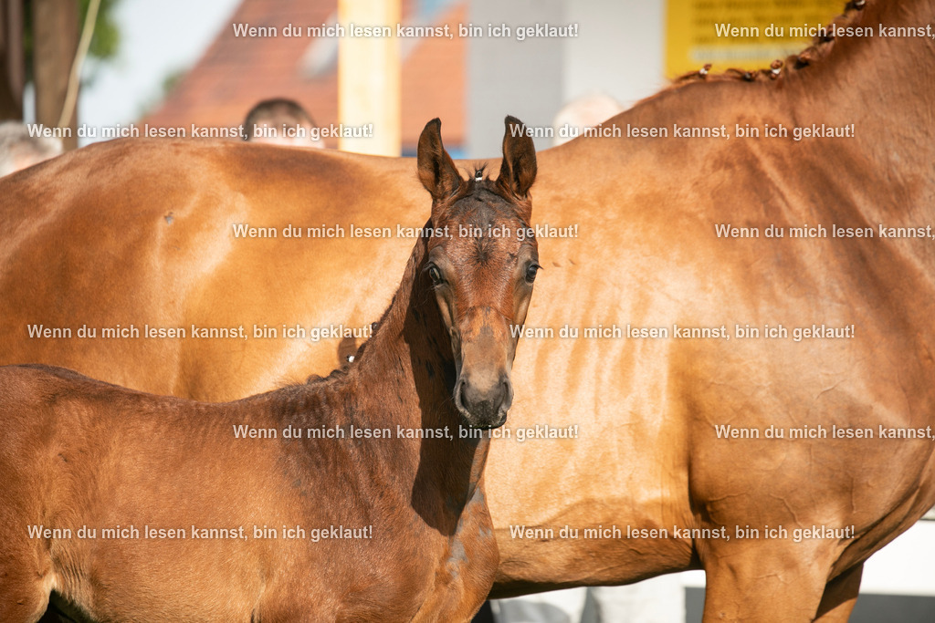 598A7279 | photographylinaismer - Realisiert mit Pictrs.com