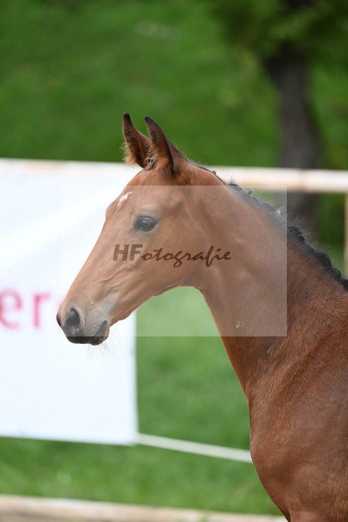 Kat-Nr. 17 HF Franklin_Hindrichs_25230537 | hf-fotografie - Realizzato con Pictrs.com