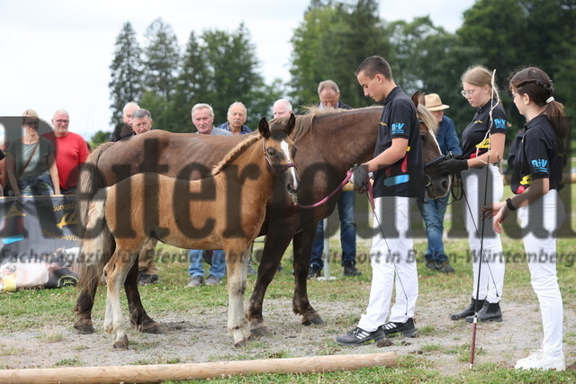 Fohlenprämierung_Sankt-Märgen_2024_KN_29_Flora (2) | Alle Fotos der Reiterjournal Fotografin Doris Matthaes im Reiterjournal Online-Fotoshop. - Realisiert mit Pictrs.com