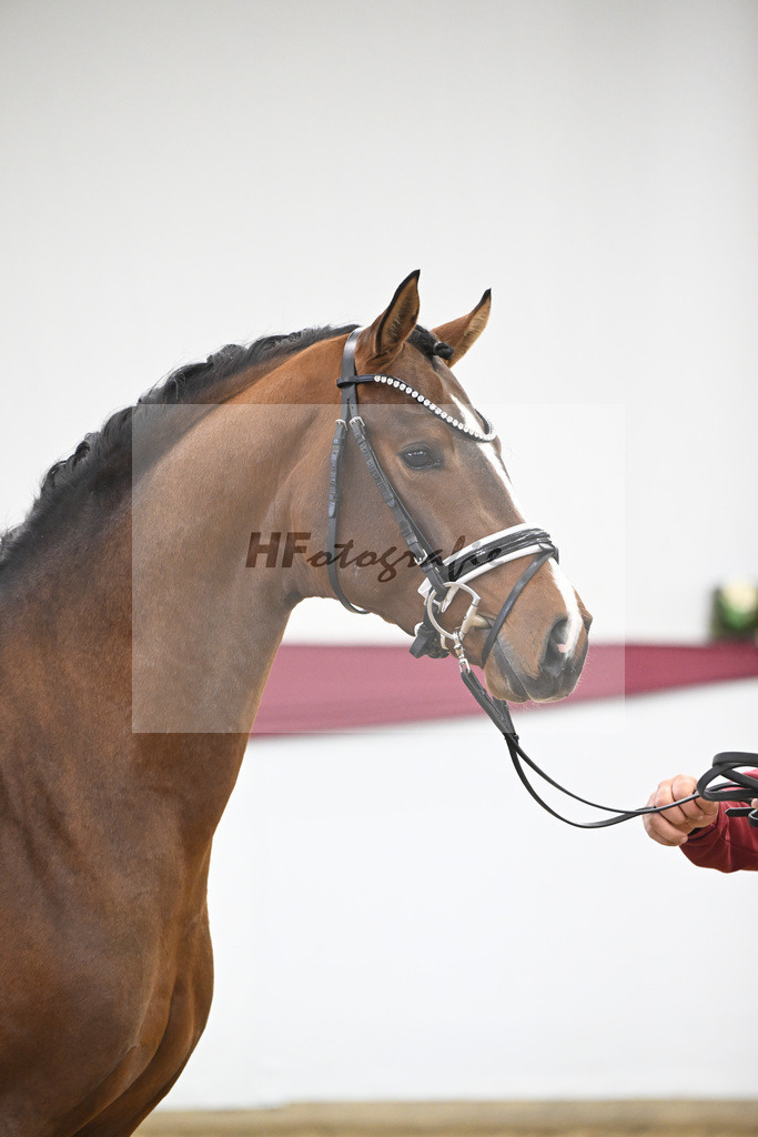 Kat-Nr. 120 Fanegro x Bequia_Johannes Gaab_47253905 | hf-fotografie - Realisiert mit Pictrs.com