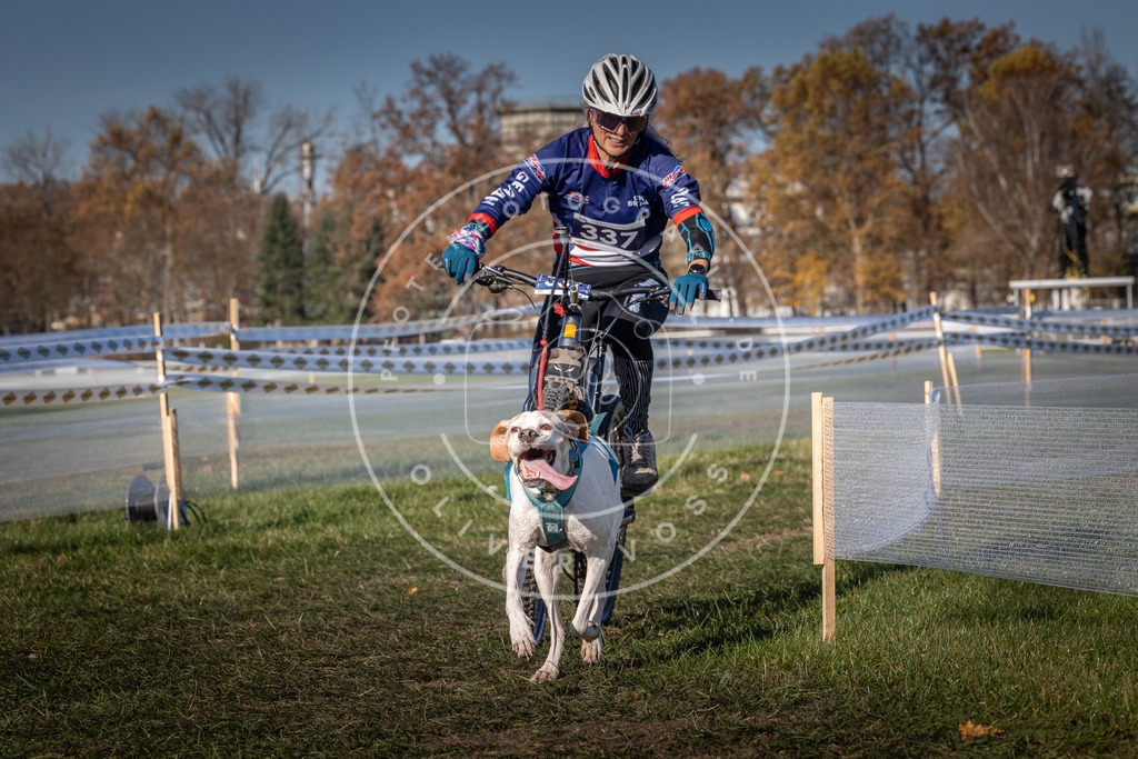 CaniXpix_0L8A5917 | Hundefotografie, Tierfotograf, Pfotenfotografie, Fotoshooting Hund, Hunde Portrait, Hundesport, Hundeportraits, Heideshooting, Hunde, Sportfotograf, Hundefotograf, Turnierhundsport, THS,  - Realisiert mit Pictrs.com
