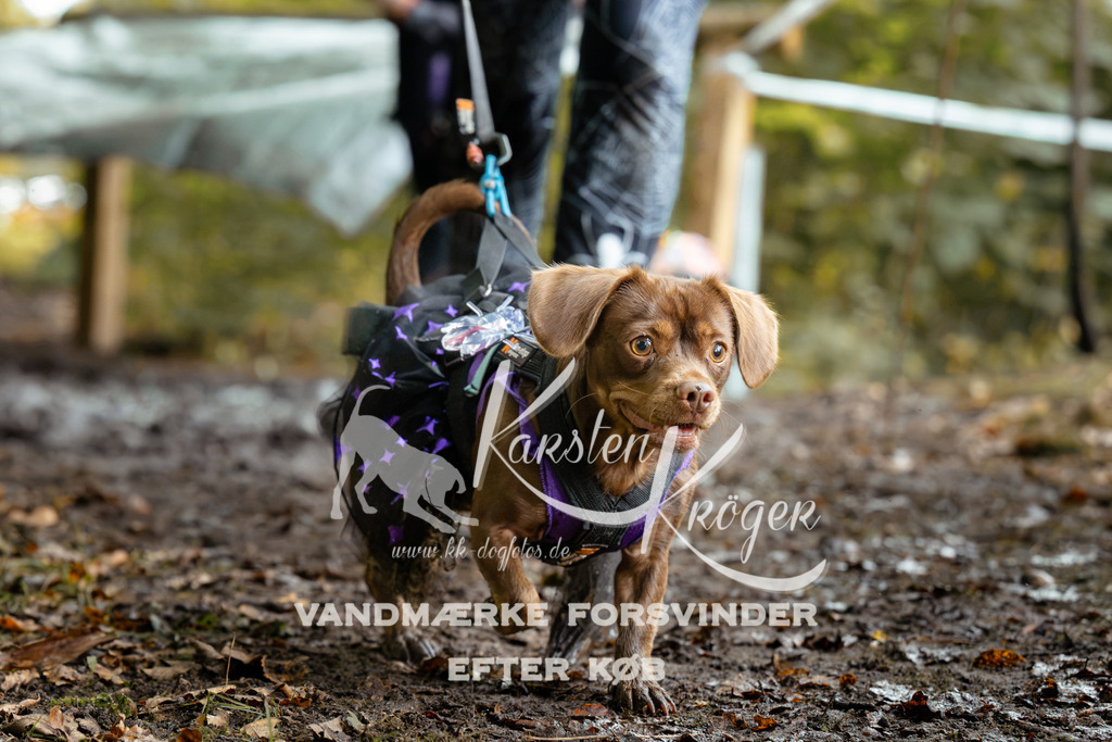 1422DZ6_1748Z6 | kk-dogfotos
