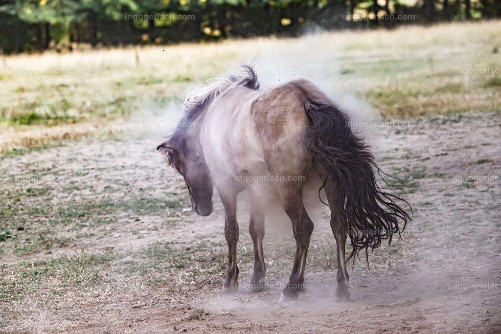 NZ9_9566 | Betzdorf(Deutschland Der deutsche Naturfotograf  Ingo Gerlach/69 aus Betzdorf in Deutschland war Anfang August 2022 auf dem Weg zu „seiner“ Herde mit Islandhengsten. Diese Herde mit rund 14 Hengsten fotografiert Gerlach bereits seit mehreren Jahren. Diesmal wollte der Naturfotograf schauen wie es den Hengsten geht. Es war der heißeste August seit Beginn der Wetteraufzeichnung. Das Thermometer zeigte an diesem Vormittag bereits 38 Grad an. Die Hitze würde sicherlich auch den Tieren zu schaffen machen. Als Gerlach an der sehr weiträumigen Weide ankam sah er schon die Staubwolken. Schnell positionierte er die Nikon Z9 mit dem Superzoom 180 bis 400mm und einschwenkbarem Konverter auf seinem Stativ. Schnell hatte er die ersten Bilder auf der Speicherkarte. Das Verhalten der Hengste war typisch für die Isländer. Sie wälzten sich im Staub um lästiges Ungeziefer los zu werden. Zudem kühlte die Staubschicht auf der Haut auch ein wenig. Obwohl reichlich Staub vorhanden war, kämpften die Hengste immer wieder um den besten und staubigsten Platz.  Dadurch das der Staub in die Höhe ging ergaben sich „herrliche Fotos. Als der Fotograf seine Bilder im Kasten hatte checkte er noch ob die Hengste auch genügend Wasser zur Verfügung hatten, Hatten sie. Ein Brunnen lieferte das lebensnotwendige Nass. 
