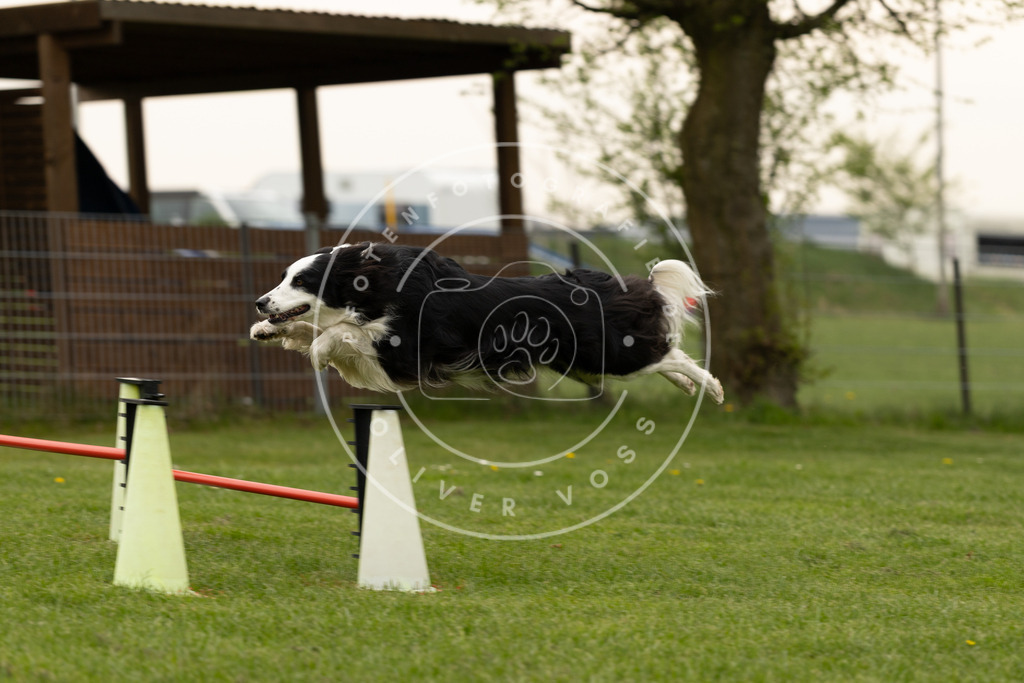 Pfotenfotografie_DV3A8829 | Hundefotografie, Tierfotograf, Pfotenfotografie, Fotoshooting Hund, Hunde Portrait, Hundesport, Hundeportraits, Heideshooting, Hunde, Sportfotograf, Hundefotograf, Turnierhundsport, THS,  - Realisiert mit Pictrs.com