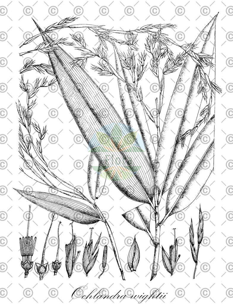 HistAbb_66FB_2_ENZY_Simple | Historische Abbildung von Ochlandra wightii - Poaceae | Historical Illustration of Ochlandra wightii - Poaceae
