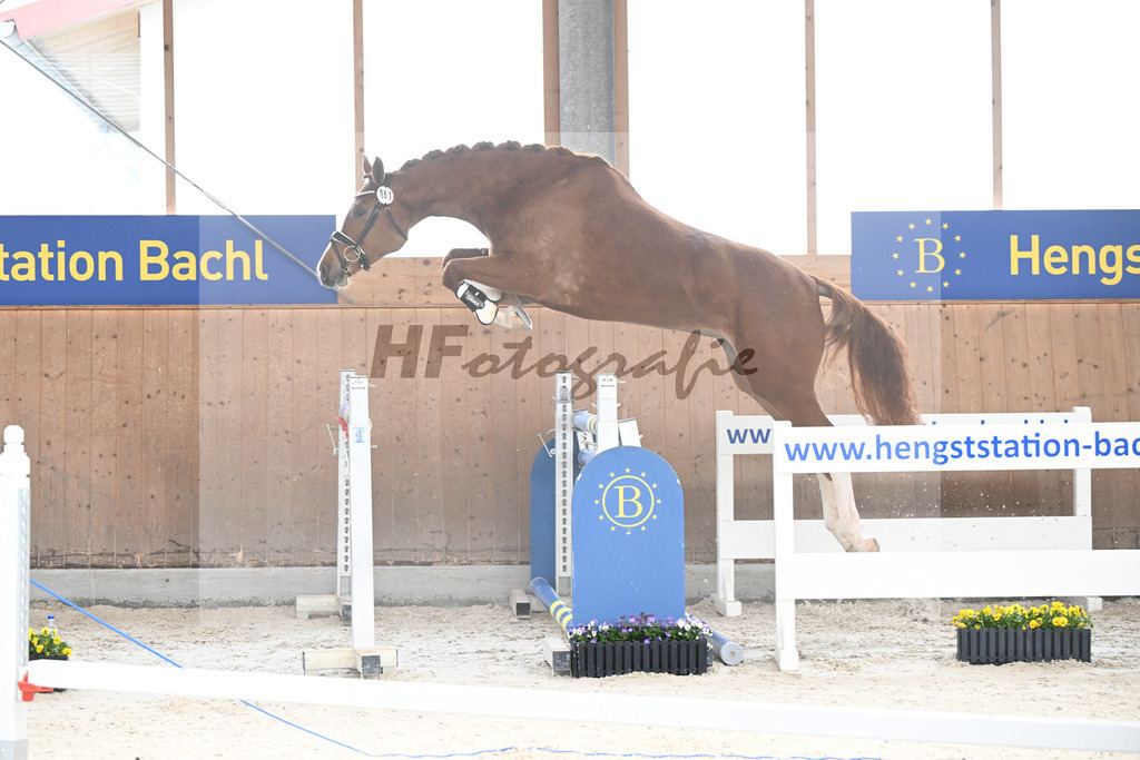 Kat-Nr. 51 nn v. Picobello vant Roosakker_Schindele_5250484 | hf-fotografie - Realisiert mit Pictrs.com