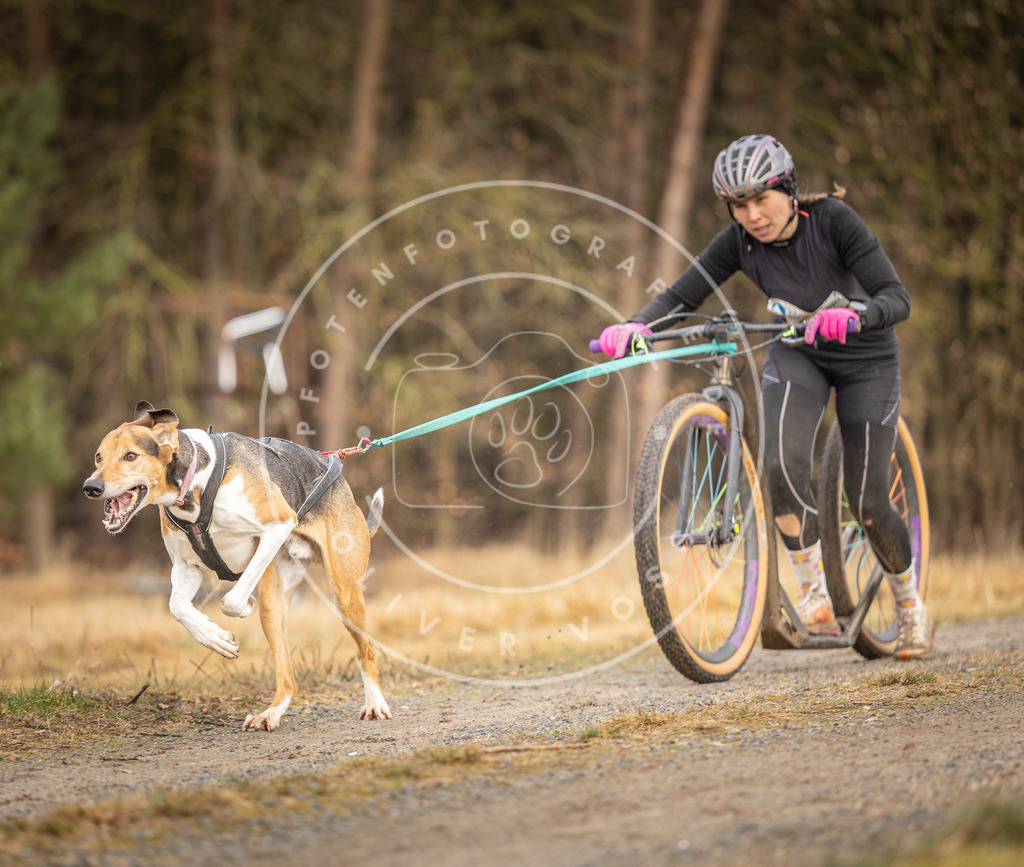 DV3A3369 | Hundefotografie, Tierfotograf, Pfotenfotografie, Fotoshooting Hund, Hunde Portrait, Hundesport, Hundeportraits, Heideshooting, Hunde, Sportfotograf, Hundefotograf, Turnierhundsport, THS,  - Realisiert mit Pictrs.com