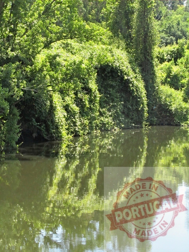 Lush green trees reflecting in still river water. Portugal - Norte | Lush green trees and vegetation reflecting in tranquil river water on a sunny day - Realisiert mit Pictrs.com