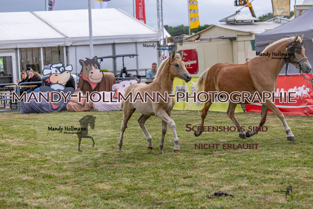LTN 2 (449 von 1981) | mandyhollmannphotographie