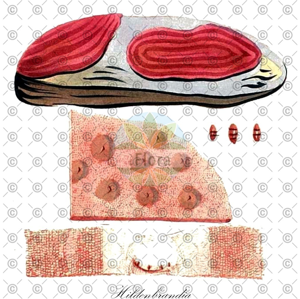 HistAbb_wfo-0000833396_1_ENZY_Simple | Historische Abbildung von Hildenbrandia - Hildenbrandiaceae (0) | Historical Illustration of Hildenbrandia - Hildenbrandiaceae (0)