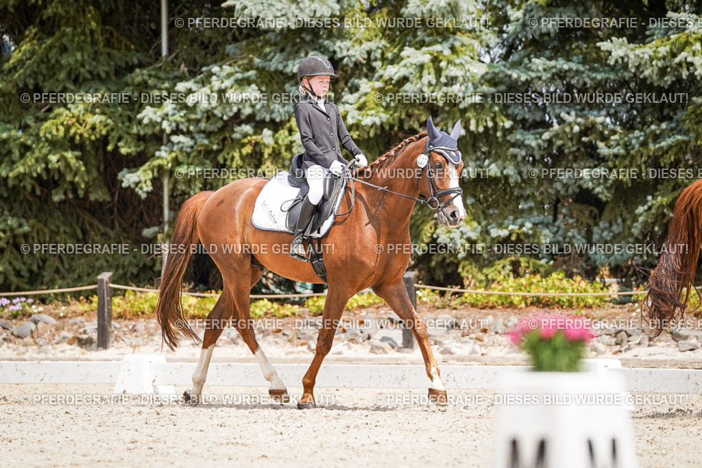 DSC03370 | Pferdegrafie