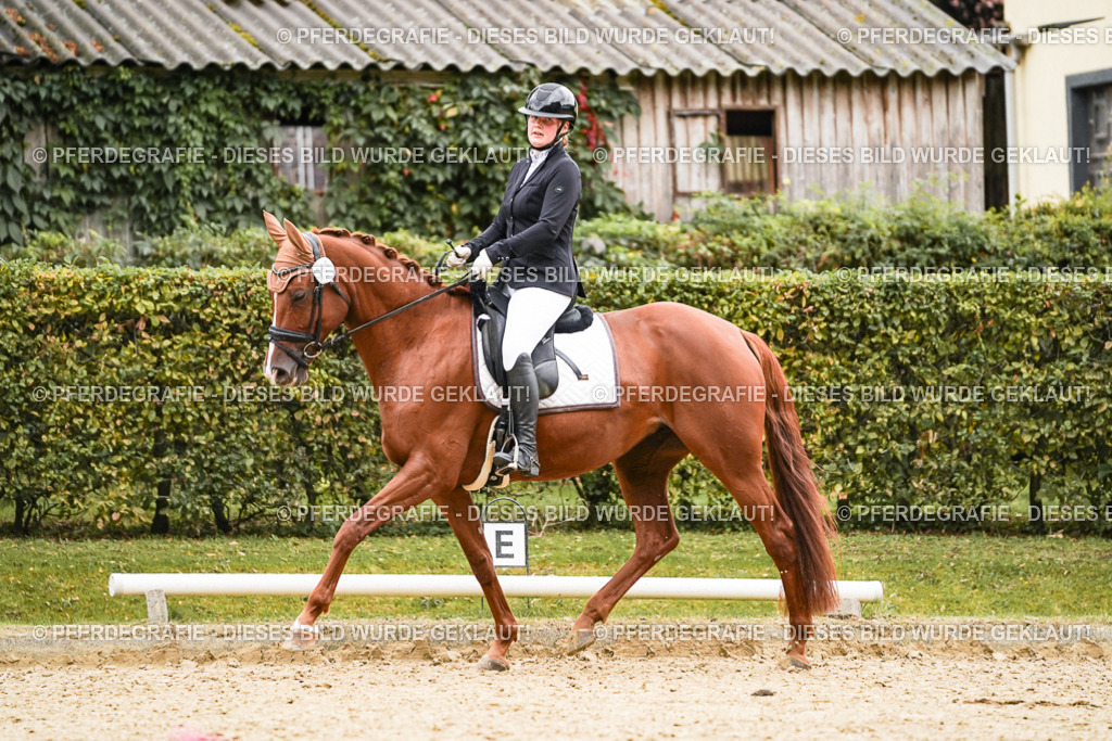 DSC08245 | Pferdegrafie