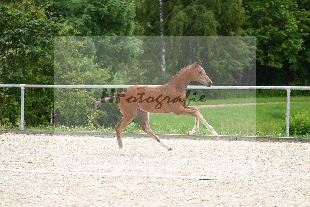 Sir Gribaldi x Florencio I_SF_Gestuet Greim_20240832 | hf-fotografie - Realisiert mit Pictrs.com