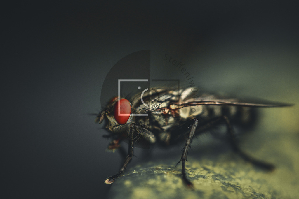 Wandbild Fliege | Ich bin Fotograf und auf meiner Webseite hast du die Möglichkeit meine fotografie als Wandbilder druckfertig für dein Zuhause zu bestellten. - Realisiert mit Pictrs.com
