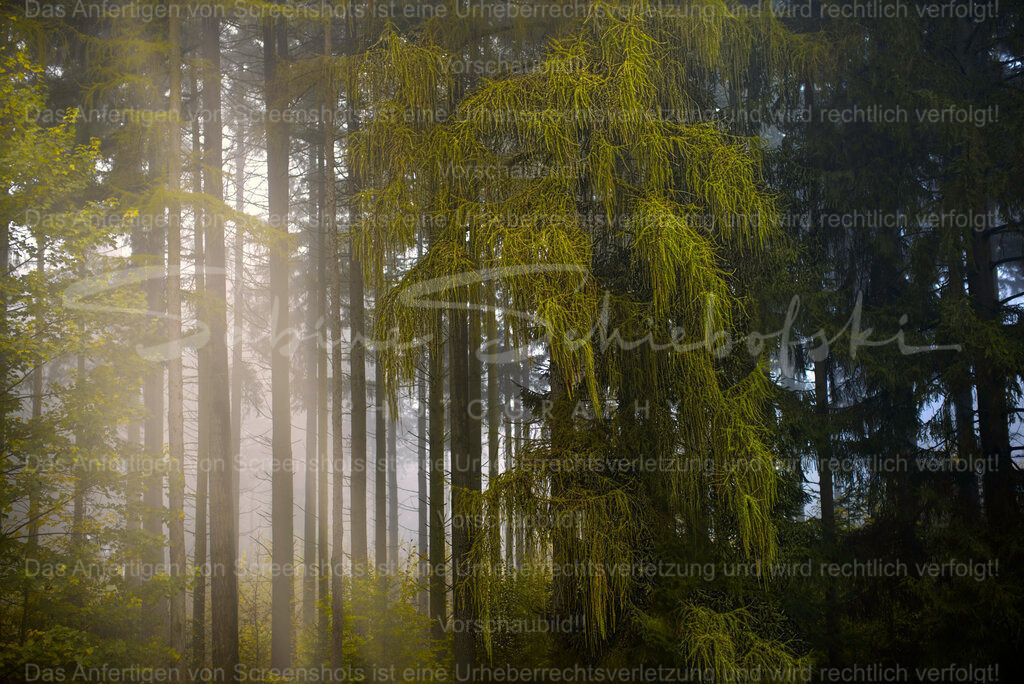 Wandbild "Waldmagie" | People- und Tierfotografie, Imageaufnahmen, Veranstaltungsfotografie und Wandbilder aus der Natur ★ Made in Germany ✔️ Druck + Downloads ✔️ Naturfotografie in Top Qualität ★ schneller Versand, weltweite Lieferung! - Realisiert mit Pictrs.com